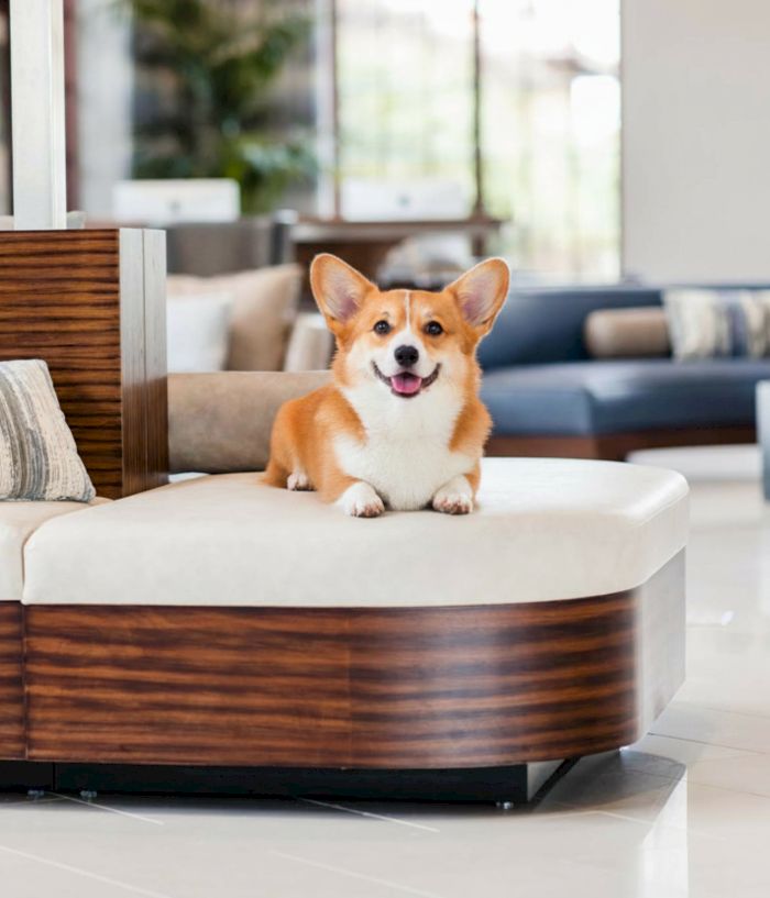 A cheerful corgi lounges on a modern white-and-wood couch in a bright, stylish living room.
