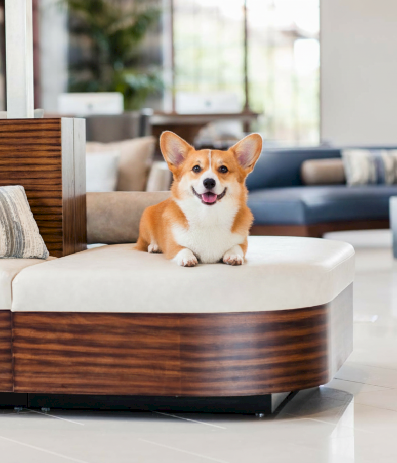 A cheerful corgi lounges on a modern white-and-wood couch in a bright, stylish living room.